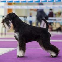 ЩЕНКИ ЦВЕРГШНАУЦЕРА Ч/С окраса, в Кирове