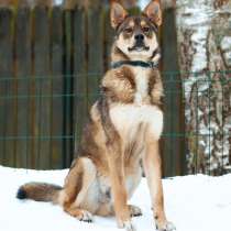 Курносая лайка ищет дом, в Санкт-Петербурге