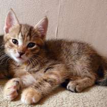 Продам котят в добрые руки - две серенькие девочки, в г.Запорожье