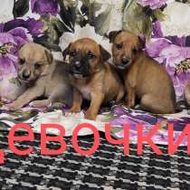 Продам щенков помесь питбуль и овчарки, в г.Усть-Каменогорск