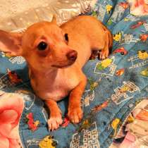 Чихуахуа продаю, в г.Бишкек