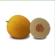 Семена дыни KS 7066 F1 фирмы Китано, в г.Бельцы