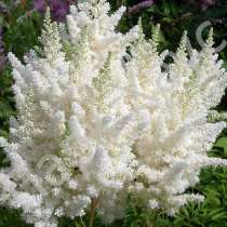 Хвойные, лиственные, плодовые деревья и кустарники, цветы, в Ростове-на-Дону