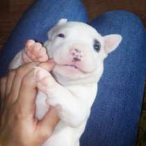 Продается девочка Американского стаффордширского т, в Тамбове