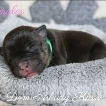 Детки Американских булли, в Саратове