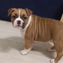 Рыжие малыши Амстаффтерьера резерв от чемпионов, в Москве