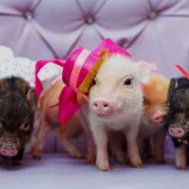 Мини пиги, микро пиги, в Москве