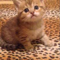 Кошечка золотистого окраса, в Казани