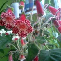 Колерия - укорененные отростки, в Саратове