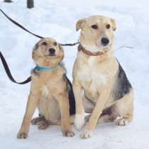 Отдам в добрые руки!, в Москве