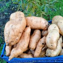 Продам батат, в г.Сумы