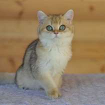 Британский котенок. Золотая девочка, в Москве