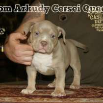 Американские булли, в г.Хельсинки