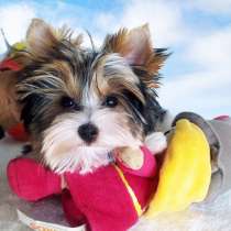 Щенки бивер йорка, в г.Эдремит