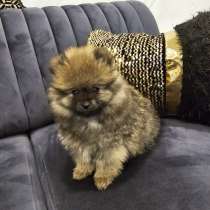 Помериана шпитц шенки, в г.Зиген