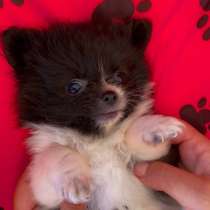 Щенки померанского шпица, в г.Ашкелон