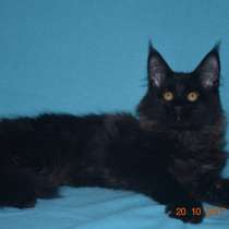 Черный как ночь котик мейн-кун, в Ростове-на-Дону