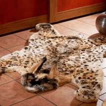 Шкура, в Владимире