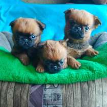 Яркие мальчики пти-брабансоны, в Москве