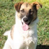 Амурчик - идеальный пёс, но у него нет дома, в Москве