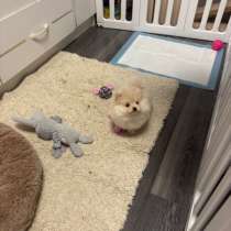 Вольер для животных, в Переславле-Залесском