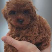 Мальтипу мини мальчик, в г.Гамбург