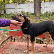 Фантастически ласковая мелкая собачка, в Санкт-Петербурге