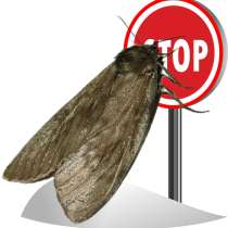 От моли. Эффективные методы ведущих специалистов. Скидки, в Москве