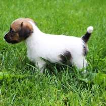 Джек рассел терьер, Красноярск, в Красноярске