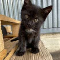 Очаровательные трогательные крохи-котята ищут дом, в Москве