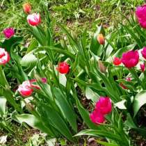 Приму в подарок велосипед или самокат на 9 лет девочке, в г.Кёльн