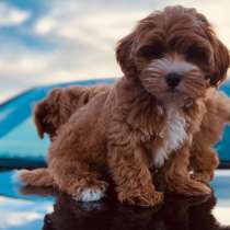 Мальтипу F - 1. Red brown, в г.Берлин