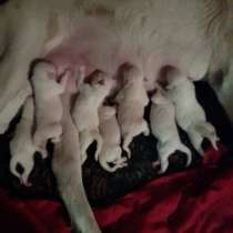 Продаются щенки, в г.Тбилиси