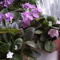 Фиалки детки разных сортов, в Москве