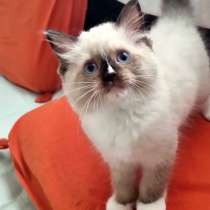 Котята регдолл, в г.Ришон-ле-Цион