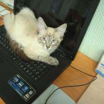 Породистый котенок, в Одинцово