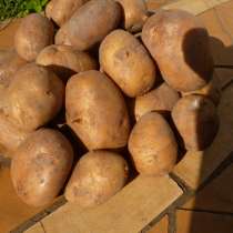 Картофель, в г.Гомель