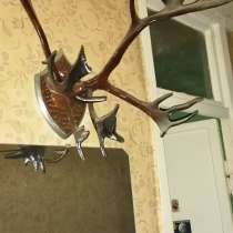 Продам рога, в Можайске