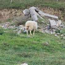 матка, в Буйнакске