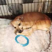 Маленький, трогательный малыш, в Санкт-Петербурге