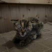 КОТЕНОК В ДОБРЫЕ РУКИ, в Уфе