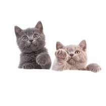 Ищу британской пароды, в г.Брилон