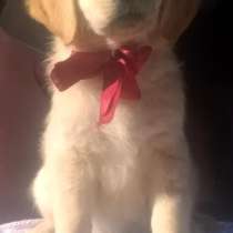 Щенки золотистого ретривера!Голден ретривер!, в г.Калиновка