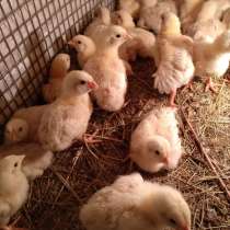 Свежайшее мясо бройлера, в Тольятти