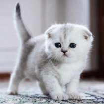 Серебристые котята, шотландцы и британцы, в Москве