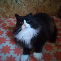 Пушистая королева в хорошие руки, в Санкт-Петербурге