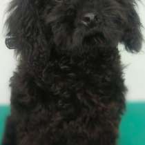 Пудель тикап. Самый маленький размер, в г.Берлин