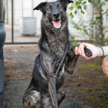 Ищет дом собака утонченной красоты, в Санкт-Петербурге