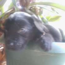 Черные лабрадоры, в Ростове-на-Дону