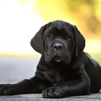 Кане - Корсо. Black, в г.Берлин